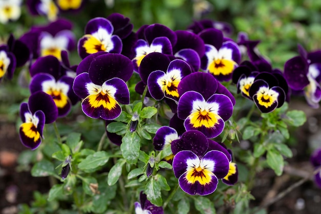 One Pansy Viola Wittrockiana Flower type Matrix White Purple Wing close up