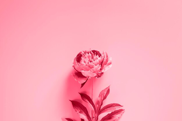 One peony flower in full bloom vibrant pink color isolated on pale purple background flat lay top view mockup and space for text toned in viva magenta trend color of the year 2023