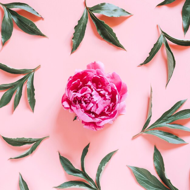 Photo one peony flower in full bloom vibrant pink color and repeating pattern of leaves, isolated on pale pink background. flat lay, top view. square