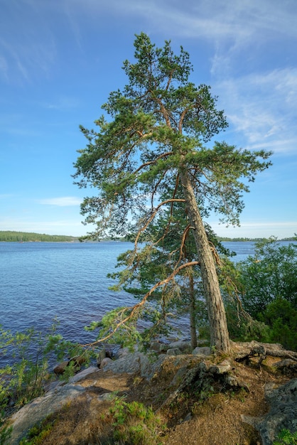 One pine tree on a rock by the lake