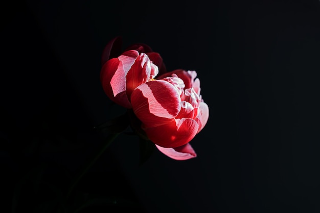 One pink red coral peony flower in sun light beam on minimal black shadow background with copy space Floral composition Botany wallpaper or greeting card Creative close up hope or new life idea