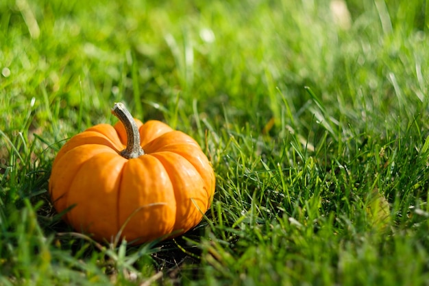 One pumpkin in the field