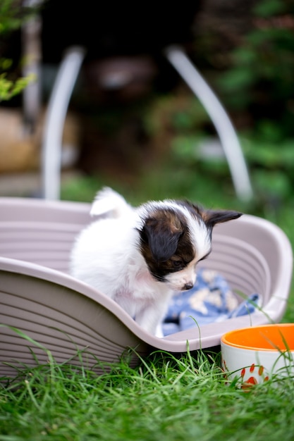 One puppy in a basket near the bowl, on the grass