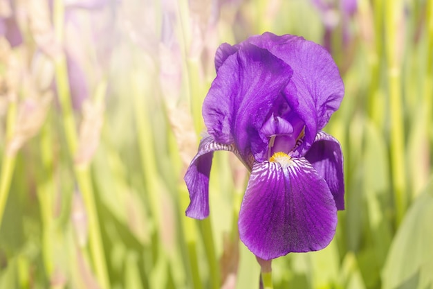 One purple bearded iris in a green garden on a sunny day