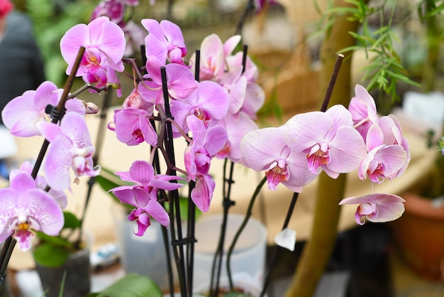 One purple orchid flower close up