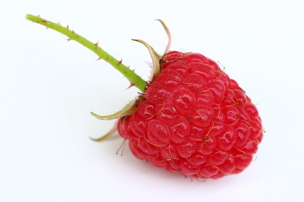 One raspberry close-up on a white surface