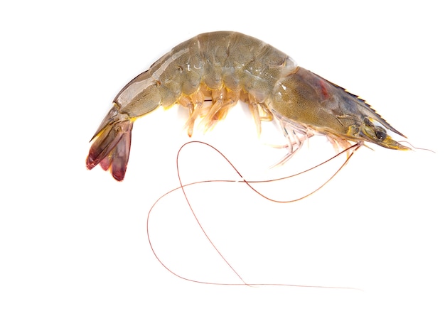 One raw shrimp  on white