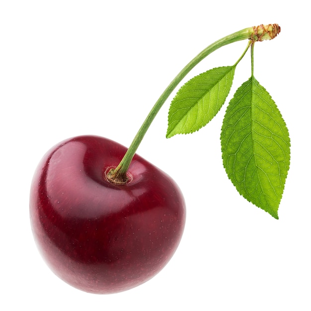 One red cherry with leaf isolated