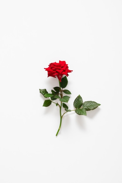 One red rose isolated on white. Flat lay