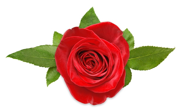 One red rose with leaves top view, isolated on white surface