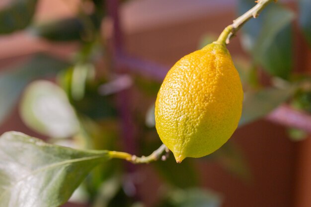 Photo one ripe lemon hanging on a tree in the garden in autumn