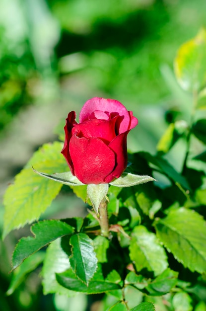 One rose in the garden