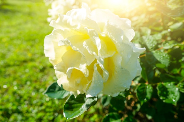 One rose white flower growing in garden after rain Beautiful blossom flower at sunny summer day Gardening floristry landscaping concept For covers postcards copy space