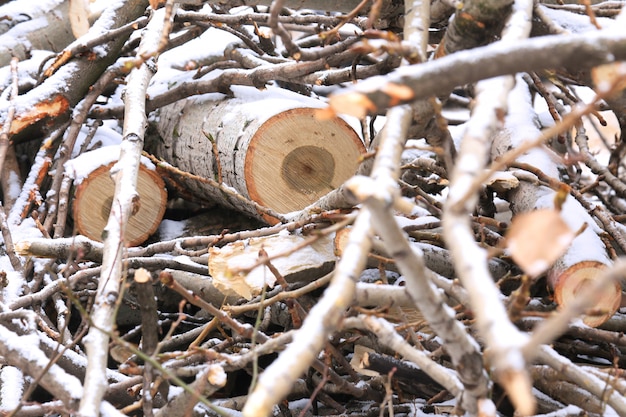 One sawn wood log close up and small twigs in the snow