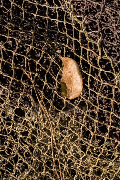 One separate dry leaf of Autumn times