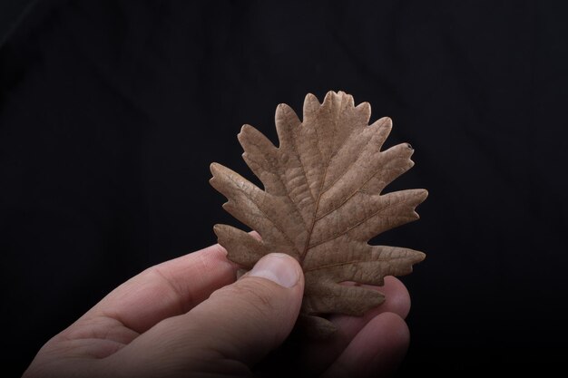 One separate dry leaf in hand