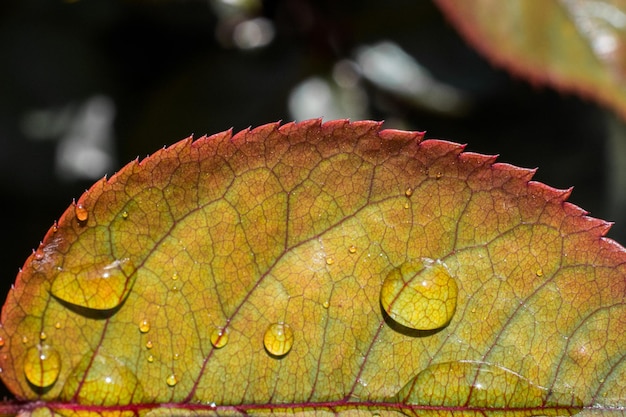 One separate green leaf with water drops