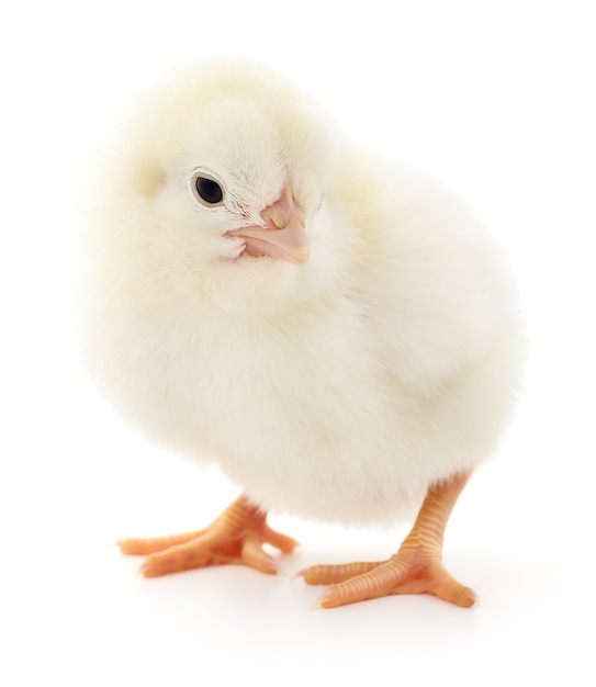 One small chicken on a white background