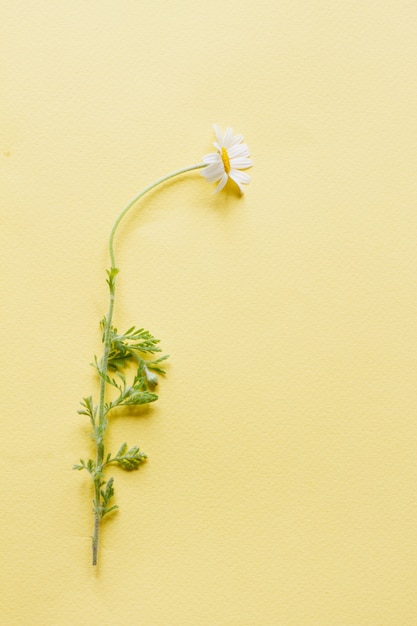 One small field chamomile with a green stem lies on a pastel yellow