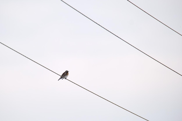 One small wild bird perching lonely on electrical power line wire