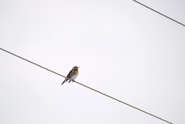 One small wild bird perching lonely on electrical power line wire