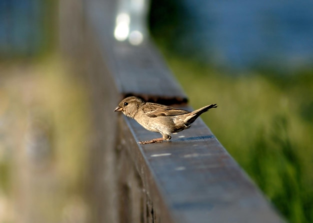 One sparrow sitting on a handrail pending flight