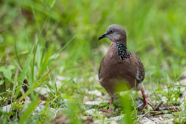 One Spotted dove or spilopelia chinensis or pearlnecked on green land