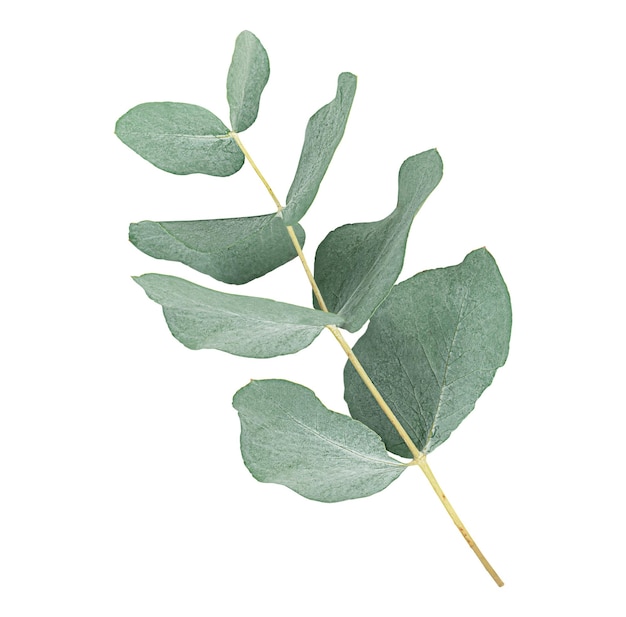 One sprig of eucalyptus isolated on white background