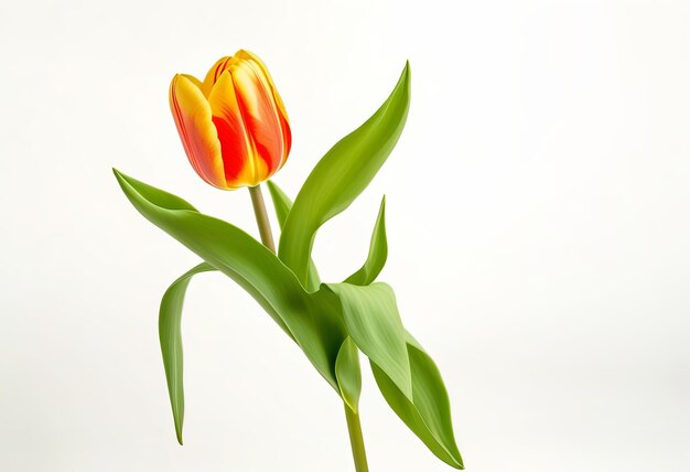 A one stem tulip flower in a white background