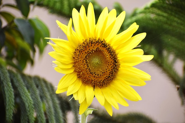 Photo one sunflower blooms in the garden