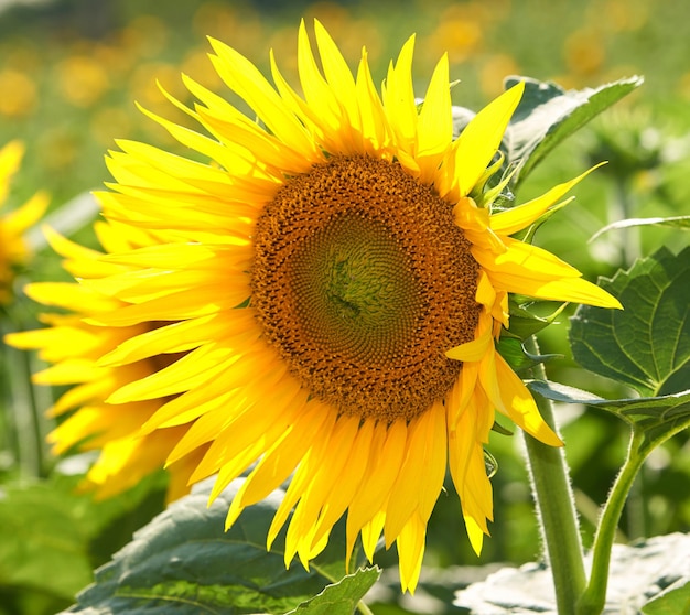 One sunflower growing in a field against a blurred nature background in summer A single yellow flowering plant blooming on a green field in spring Closeup of a flowerhead blossoming in a garden