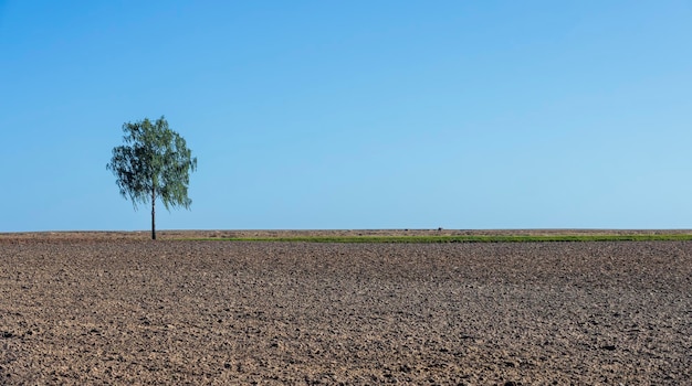 One tree growing in a field after harvest an agricultural field in a lonely growing tree