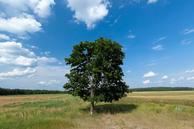 One tree growing in the summer in the field, grass and other plants in the summer