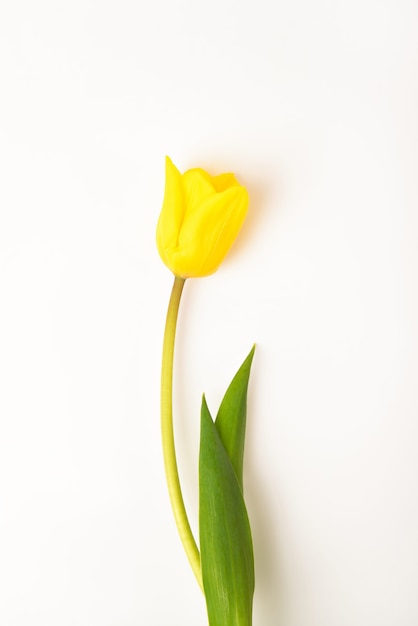 One tulip flower yellow on a white.