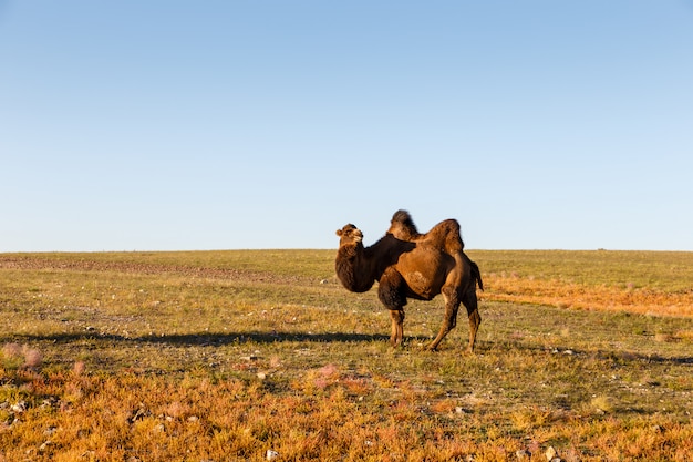 One two-humped camel walks in the Gobi desert