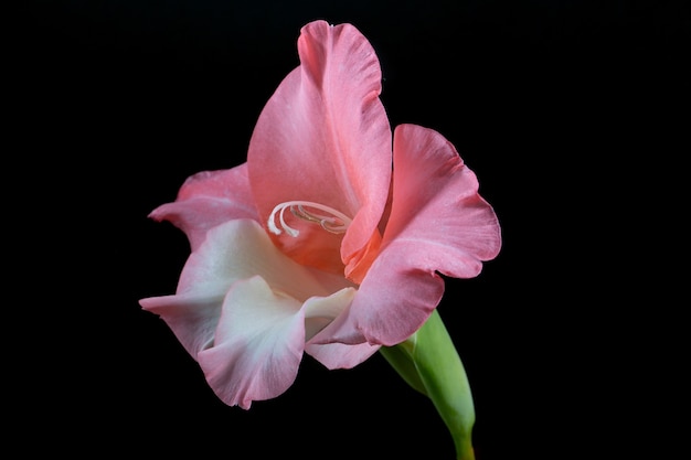 One velvety gladiolus flower bud is pink and white, isolated on a black background. A minimalistic photo for a poster.