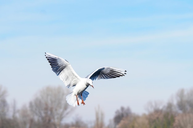 One White Bird is flying under the water