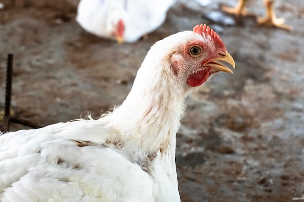 One white broiler chicken panting in summer season