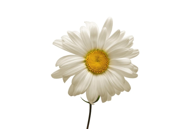 One white daisy flower isolated on white background. Flat lay, top view. Floral pattern, object