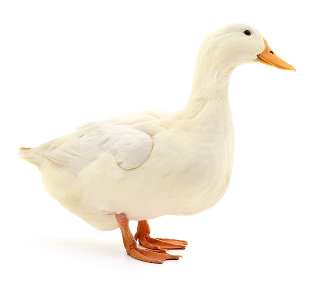 One white duck isolated on white background.