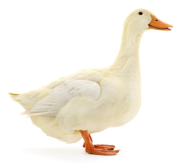 One white duck isolated on white.