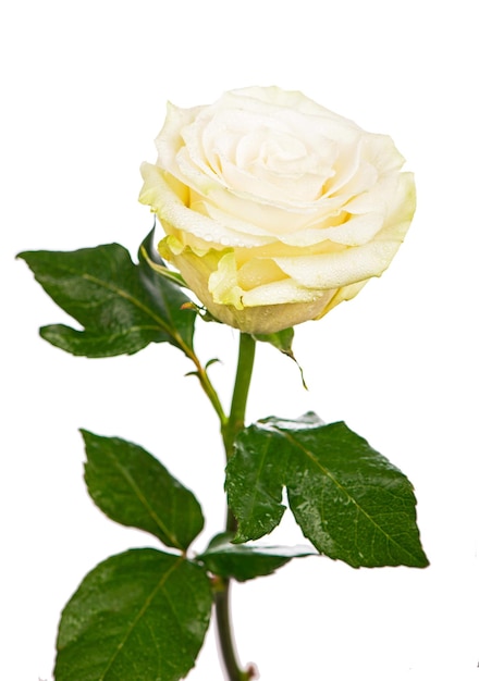 One white rose on a white background