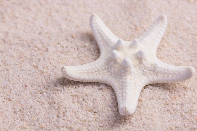 One white sea star on the light ocean sand