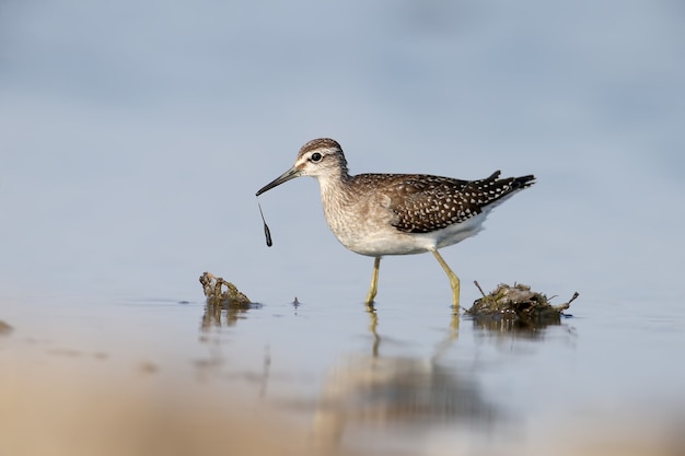 One wood sandpiper stands in the water with a reflection. Close up shot.