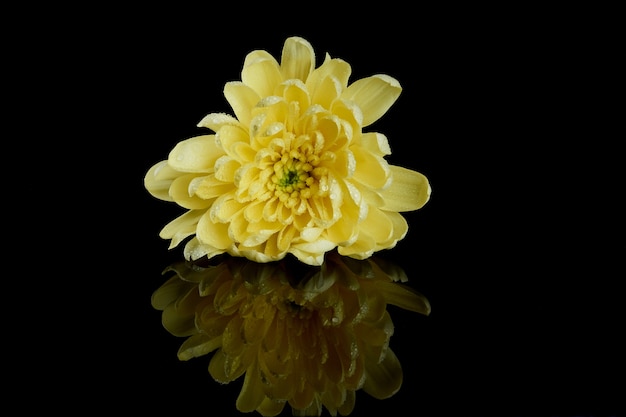 One yellow chrysanthemum on a black background