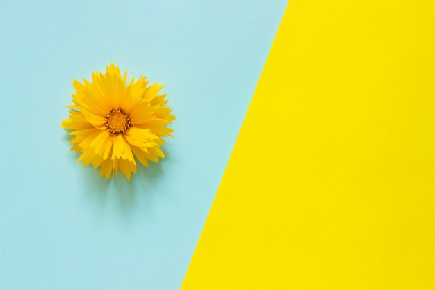 One yellow Coreopsis flower on blue and yellow paper background Minimal style