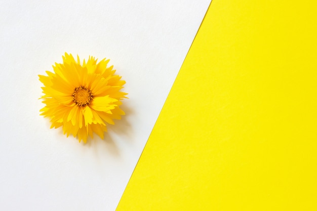 One yellow Coreopsis flower on white and yellow paper background 