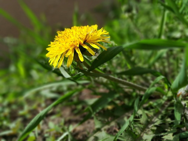 One yellow dandelion flower in green grass on a bright sunny spring day Closeup