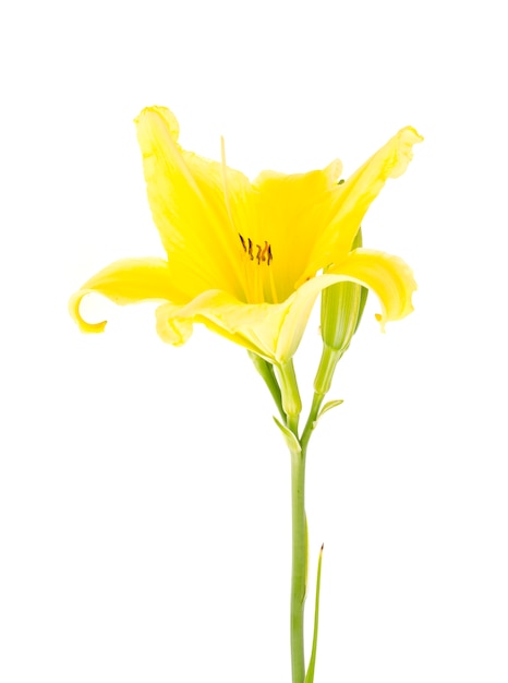 One yellow daylily flowerHappy new year 2020 Year of the Rat