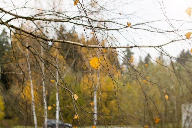 One yellow leaf on a tree branch